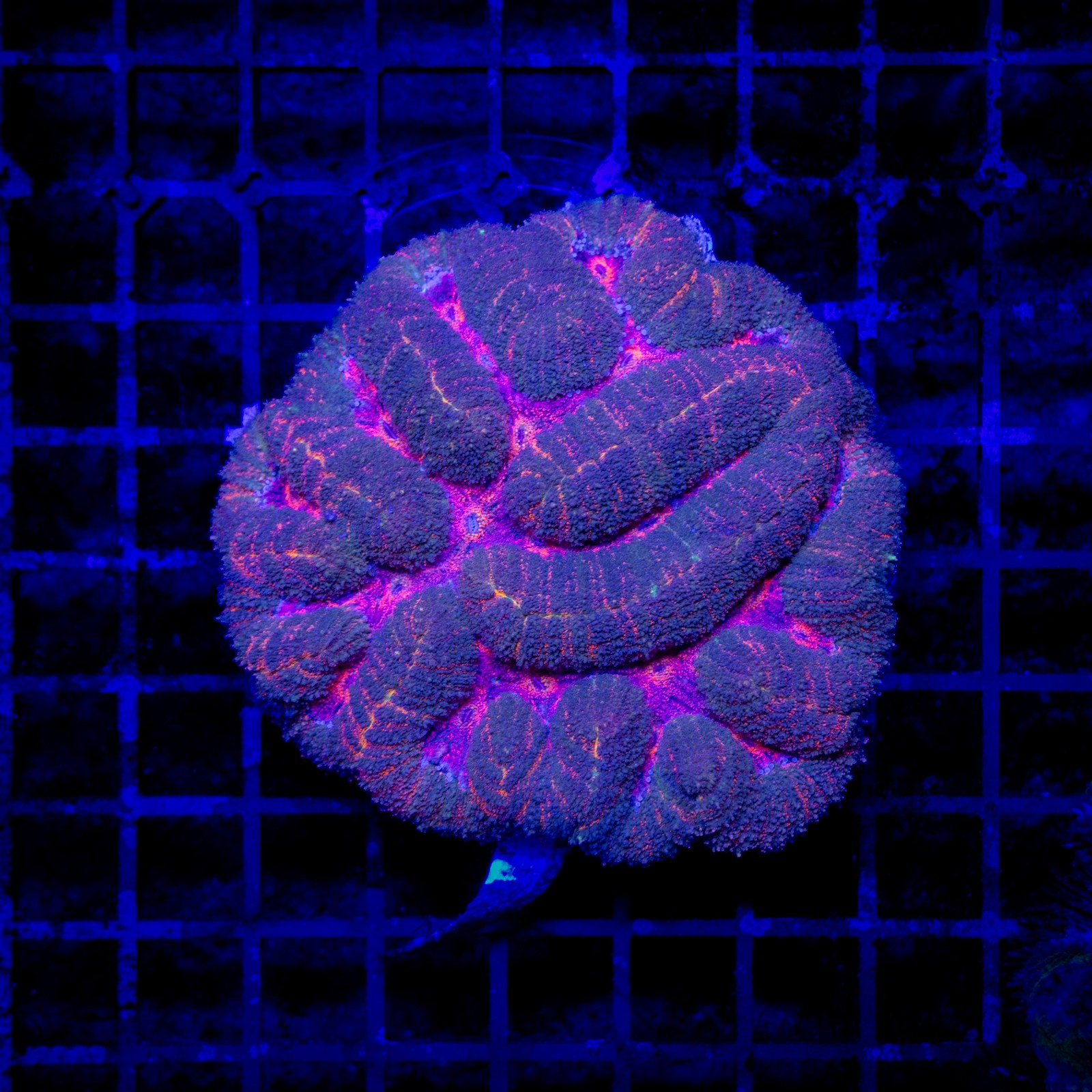 H-8958 - Symphyllia