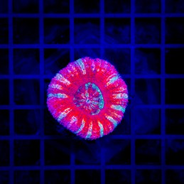 H-7702 - Scolymia