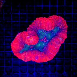 H-8402 - Lobophyllia