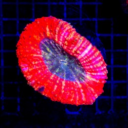H-8404 - Lobophyllia
