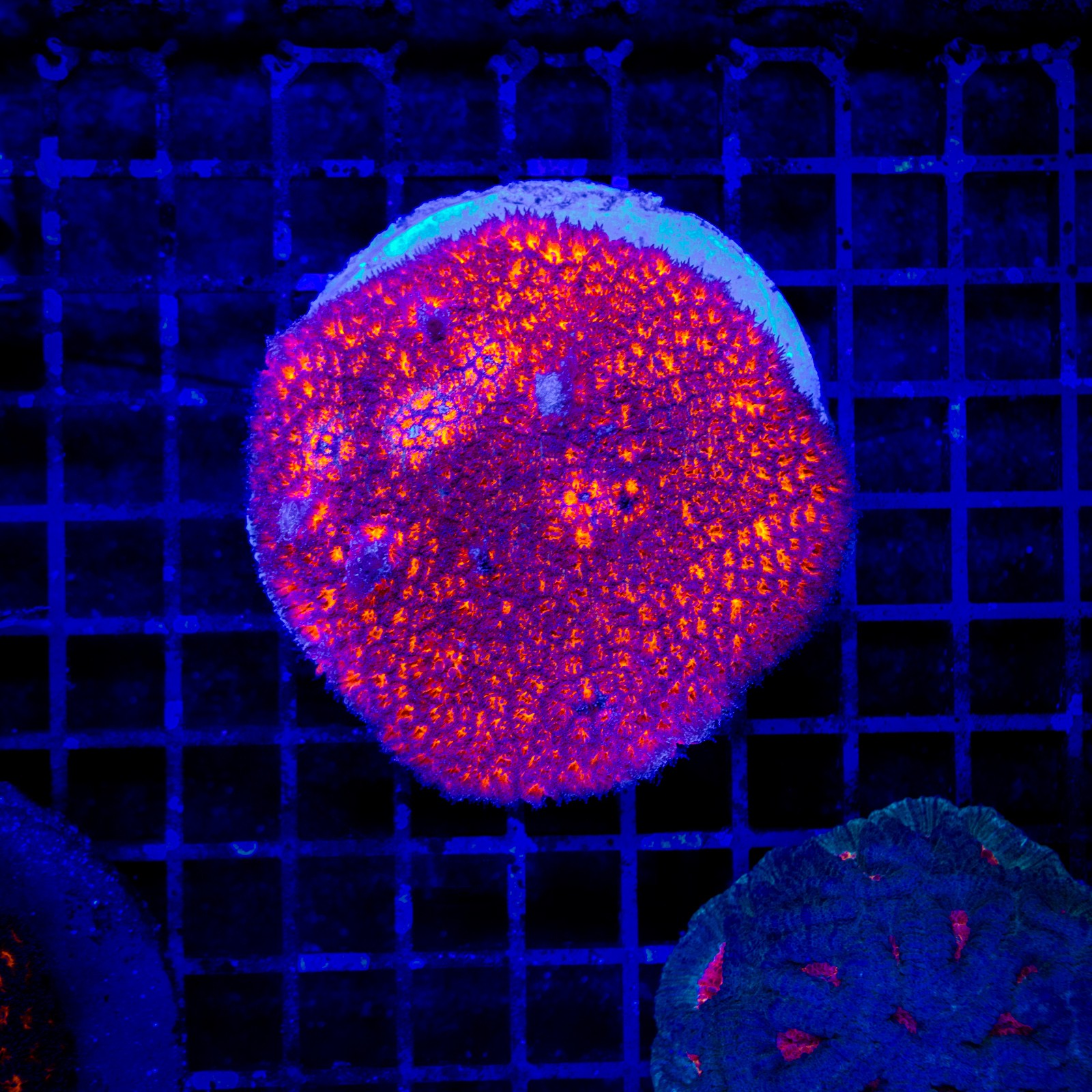 H-8701 - Leptastrea