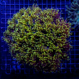 H-5003 - Goniopora