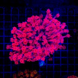 H-5009 - Goniopora
