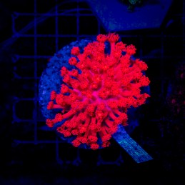 H-5014 - Goniopora