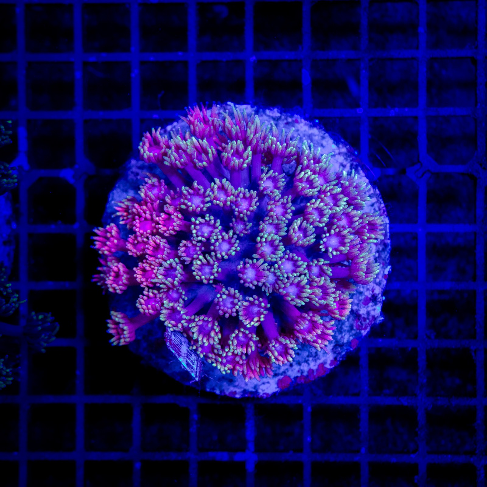 H-5017 - Goniopora
