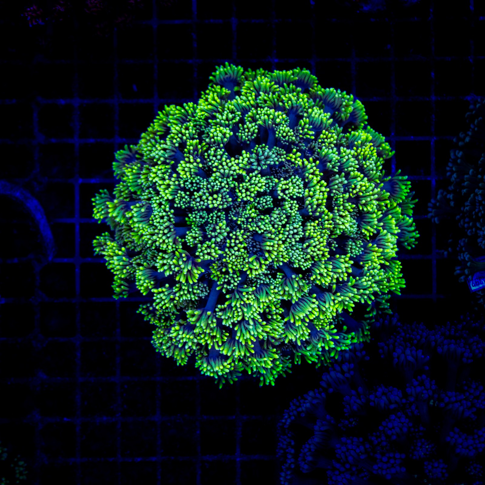 H-5024 - Goniopora