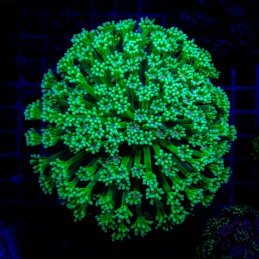 H-5028 - Goniopora