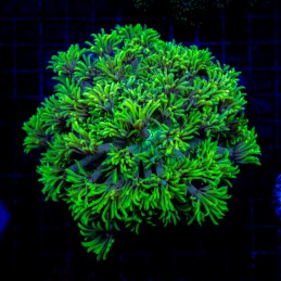 H-5029 - Goniopora