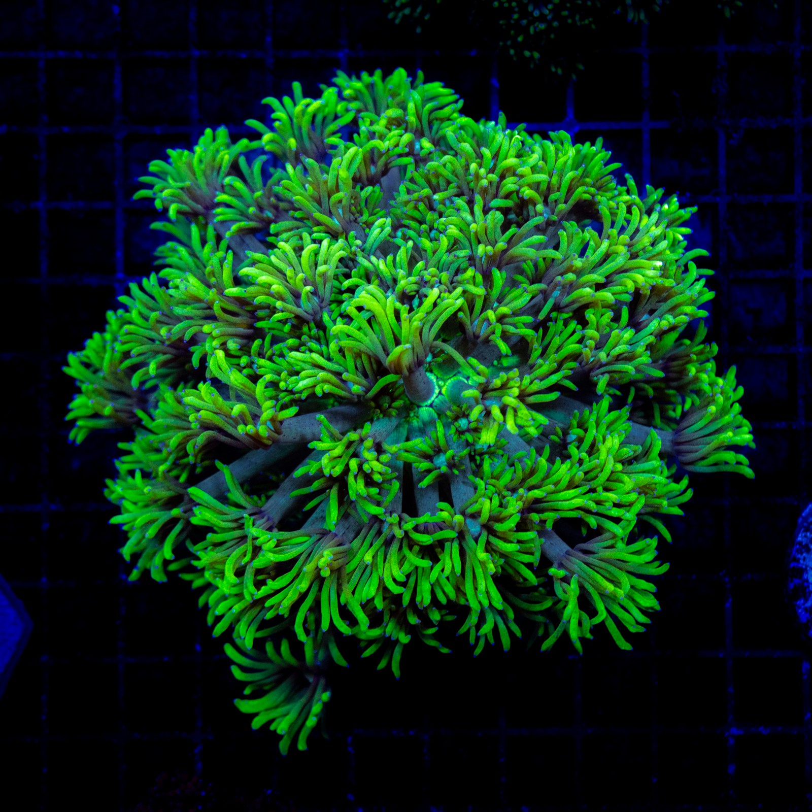 H-5029 - Goniopora