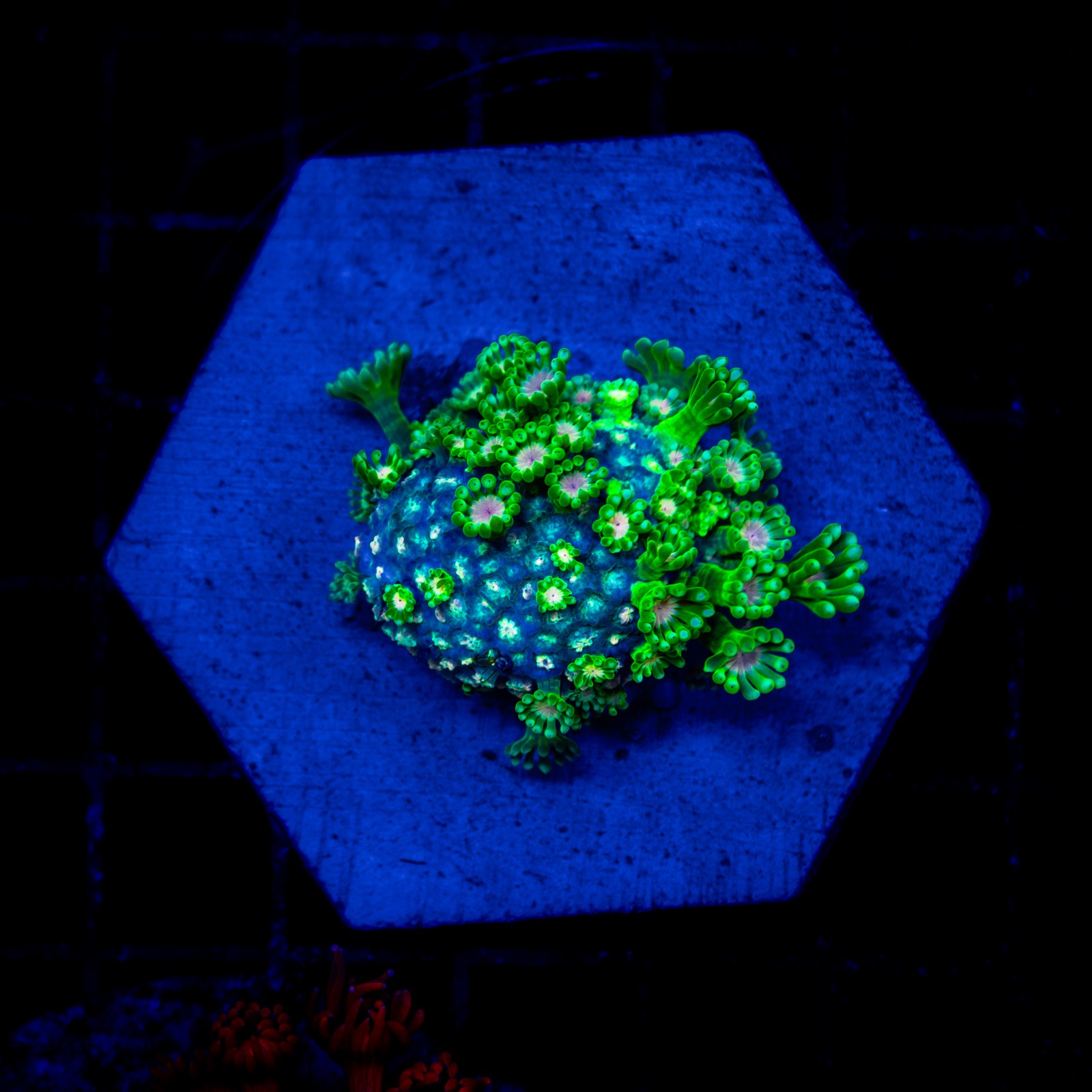 H-5016 - Goniopora