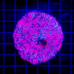 H-6002 - Fungia