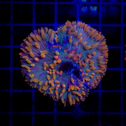H-6003 - Fungia