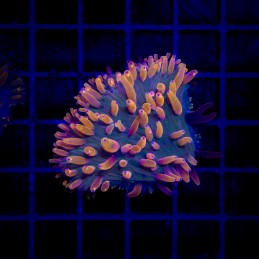 H-6004 - Fungia