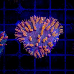 H-6005 - Fungia