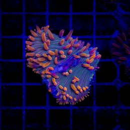 H-6006 - Fungia