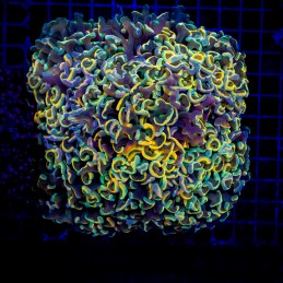 H-2501 - Euphyllia paraancora