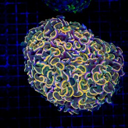 H-2502 - Euphyllia paraancora