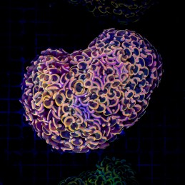 H-2506 - Euphyllia paraancora