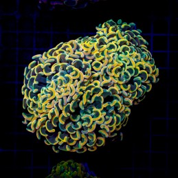 H-2507 - Euphyllia paraancora