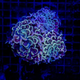 H-2508 - Euphyllia paraancora