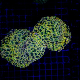 H-2510 - Euphyllia paraancora