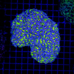 H-2511 - Euphyllia paraancora