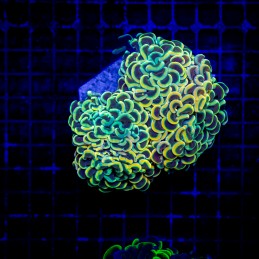 H-2512 - Euphyllia paraancora