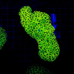 H-2514 - Euphyllia paraancora