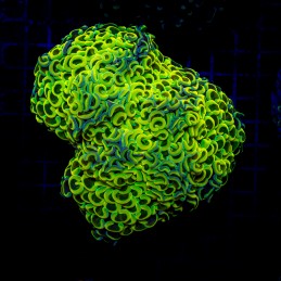 H-2517 - Euphyllia paraancora