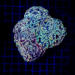 H-2518 - Euphyllia paraancora