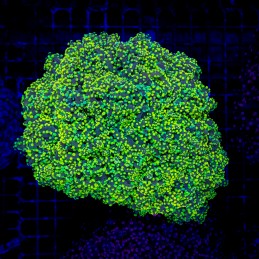 H-3501 - Euphyllia paradivisa