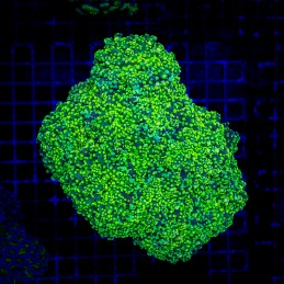 H-3502 - Euphyllia paradivisa