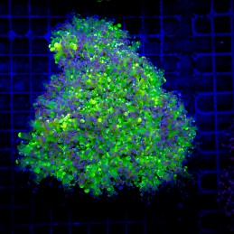 H-3504 - Euphyllia paradivisa