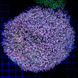 H-3507 - Euphyllia paradivisa