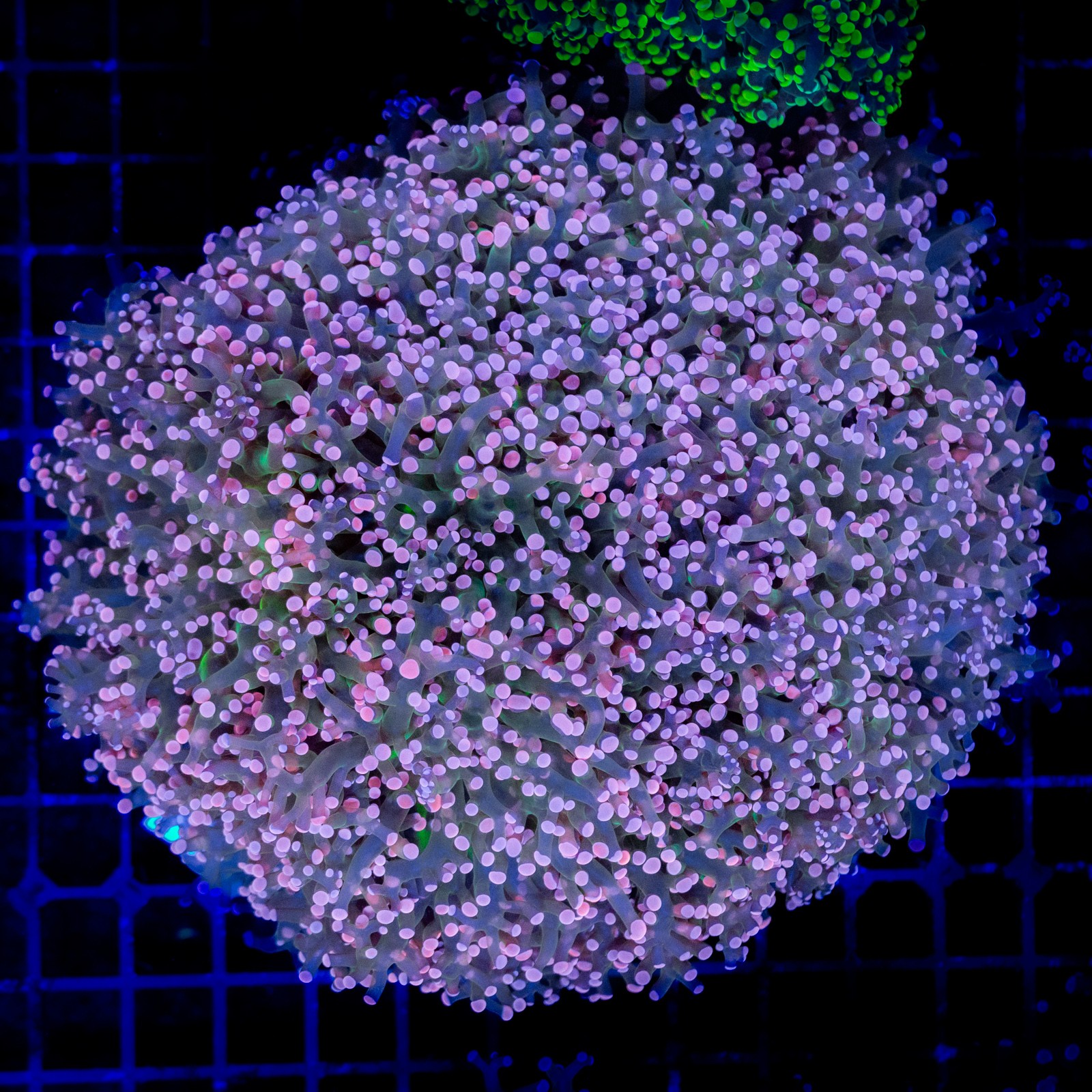 H-3507 - Euphyllia paradivisa