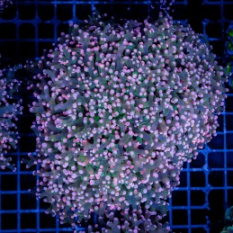 H-3508 - Euphyllia paradivisa