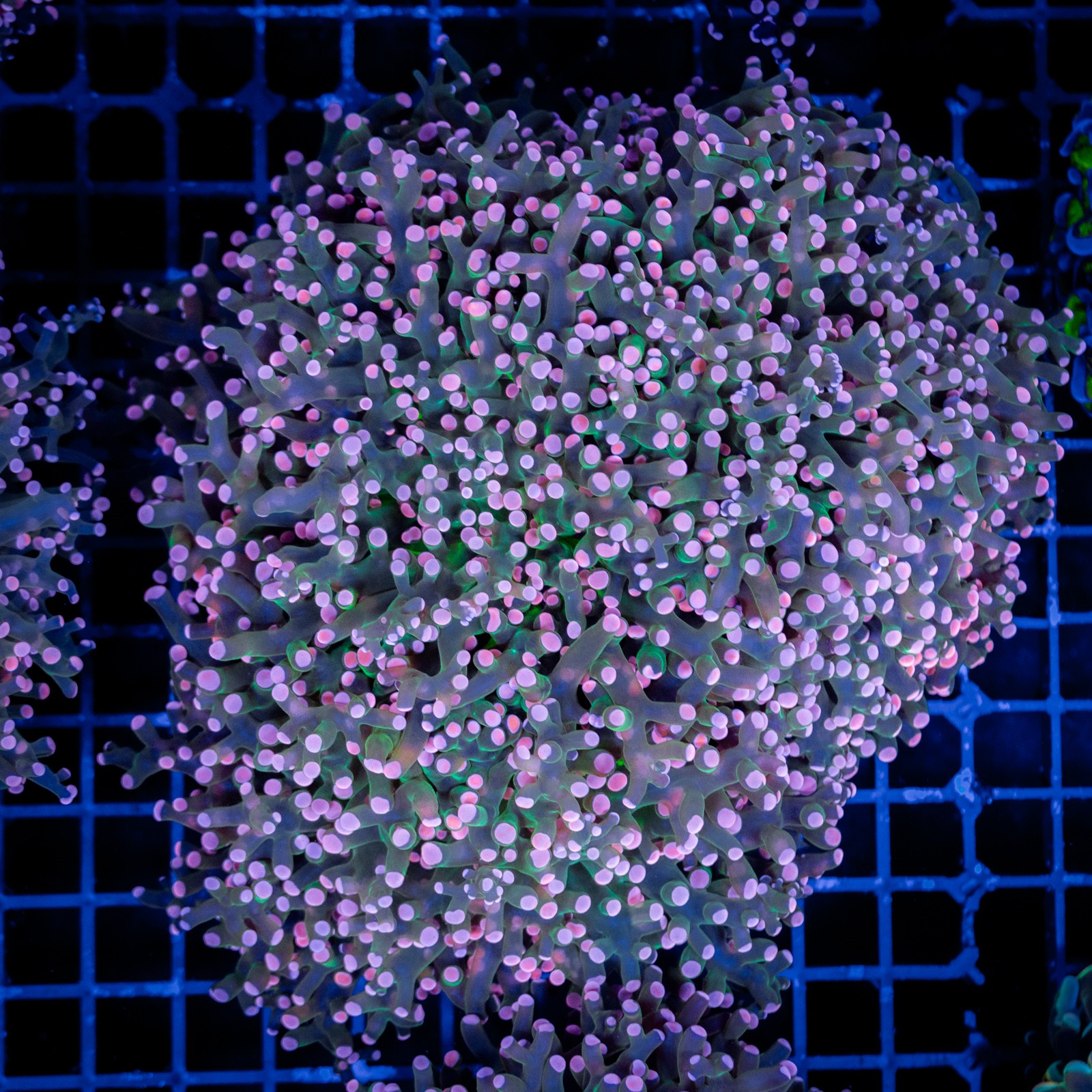 H-3508 - Euphyllia paradivisa