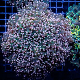 H-3509 - Euphyllia paradivisa