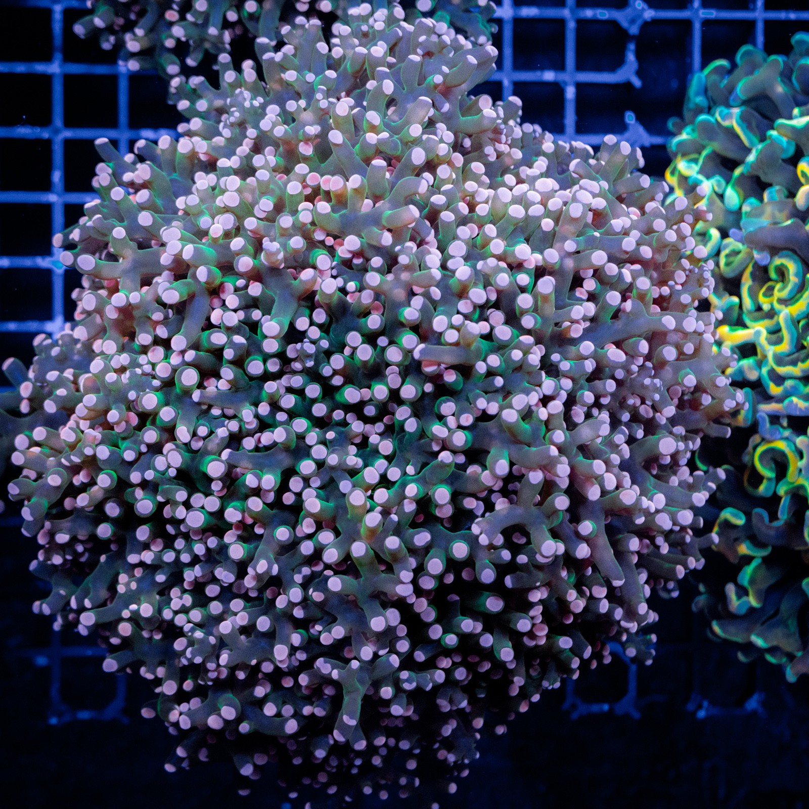 H-3509 - Euphyllia paradivisa