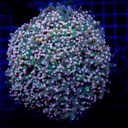 H-3510 - Euphyllia paradivisa