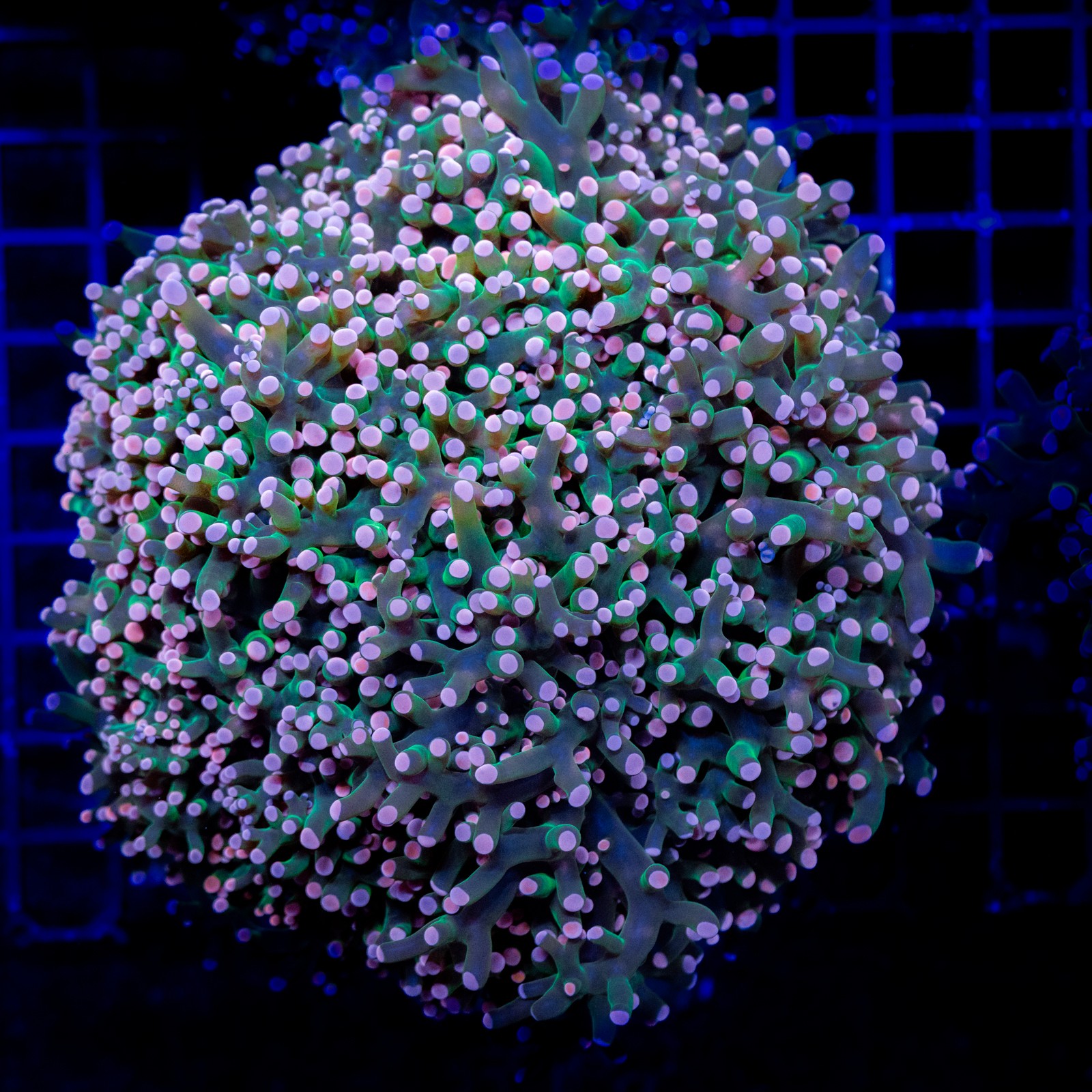 H-3510 - Euphyllia paradivisa