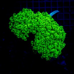 H-3511 - Euphyllia paradivisa