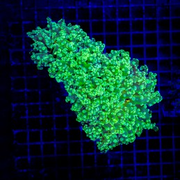 H-3512 - Euphyllia paradivisa