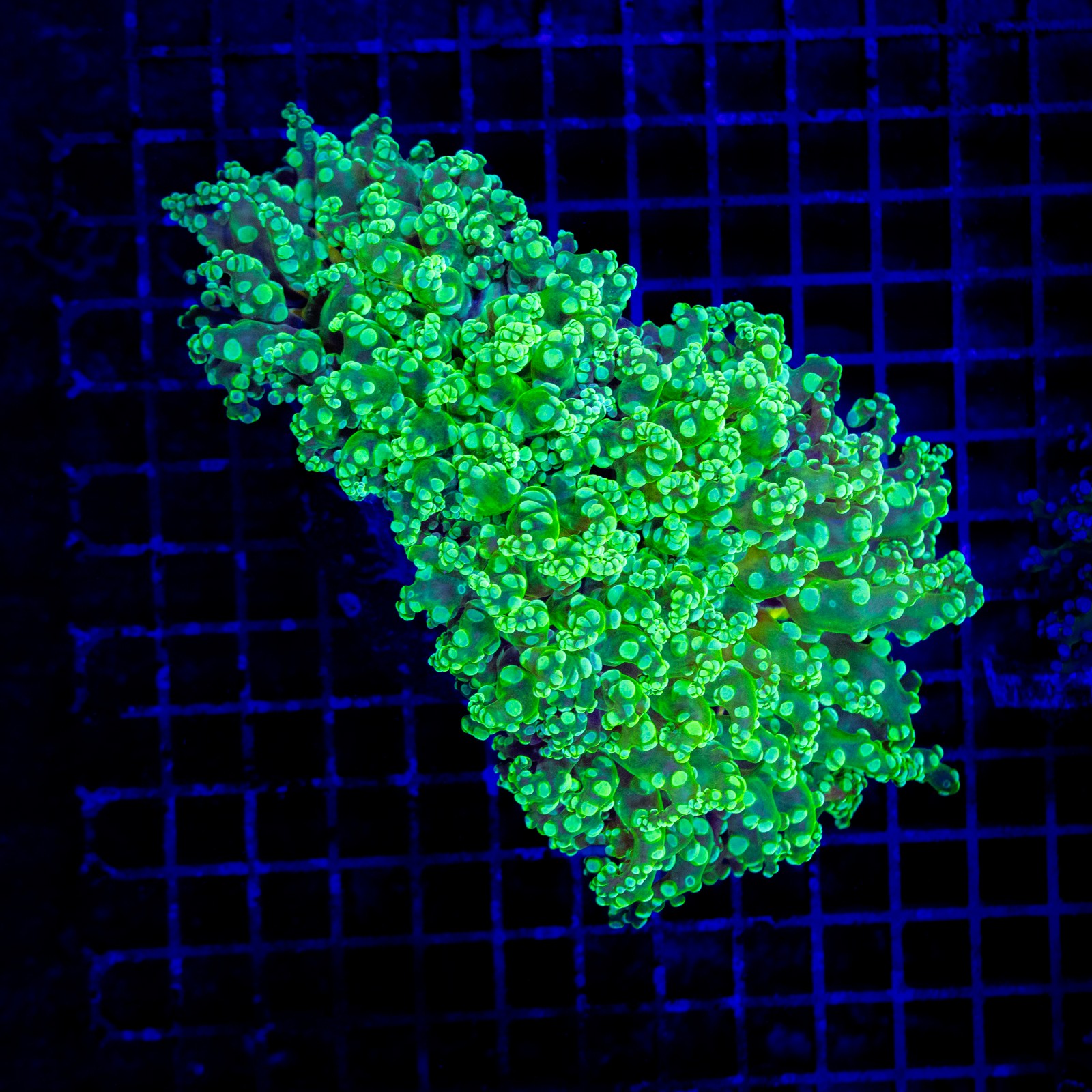 H-3512 - Euphyllia paradivisa