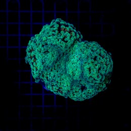 H-2519 - Euphyllia paraancora