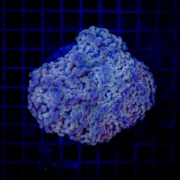 H-2520 - Euphyllia paraancora