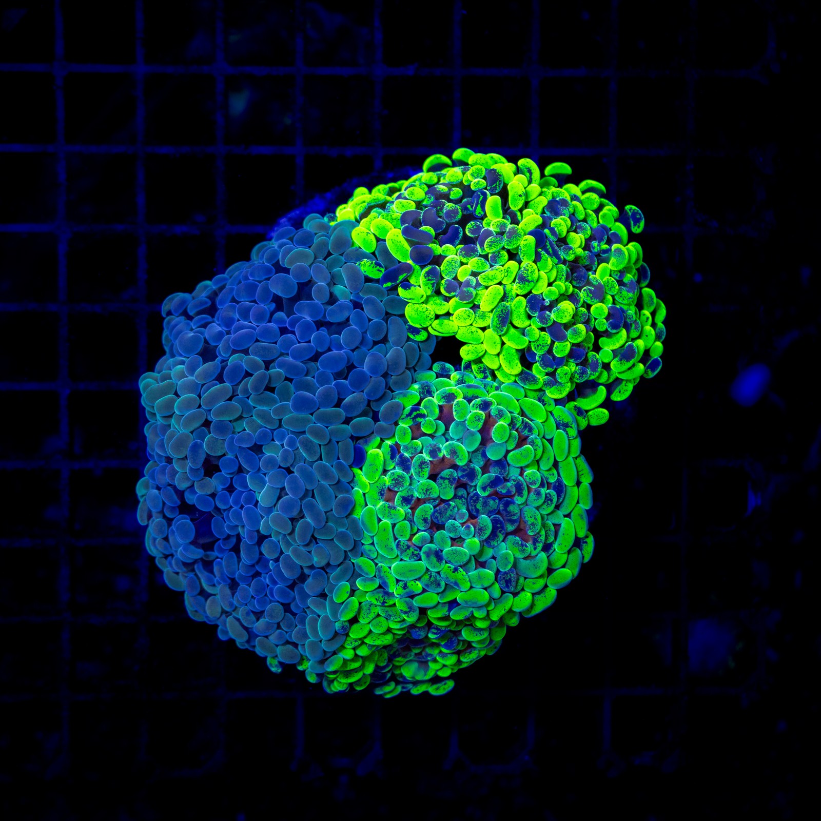 H-2521 - Euphyllia paraancora