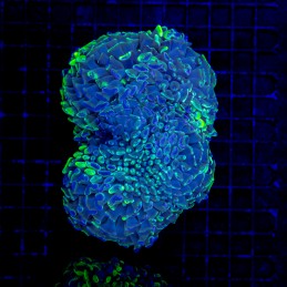 H-2522 - Euphyllia paraancora