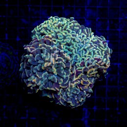 H-2524 - Euphyllia paraancora