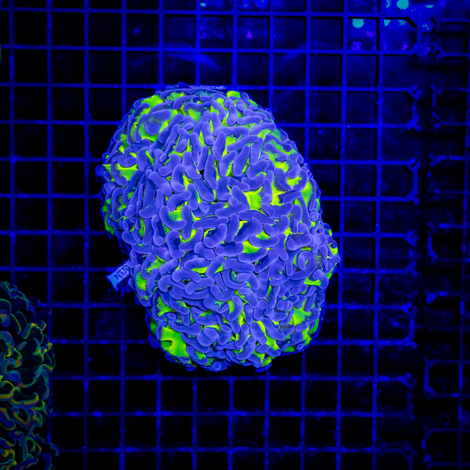 H-2525 - Euphyllia paraancora